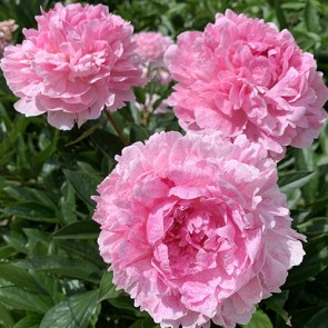 Peony The Fawn | EUROHOSTA