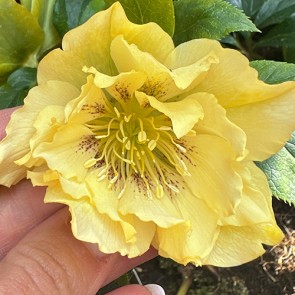 Helleborus orientalis Double Ellen Red