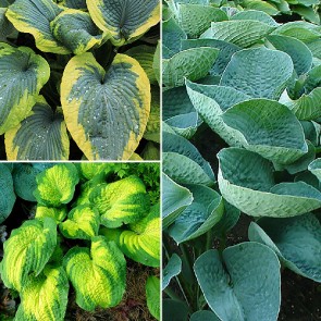 Hosta Bonsai - Eurohosta