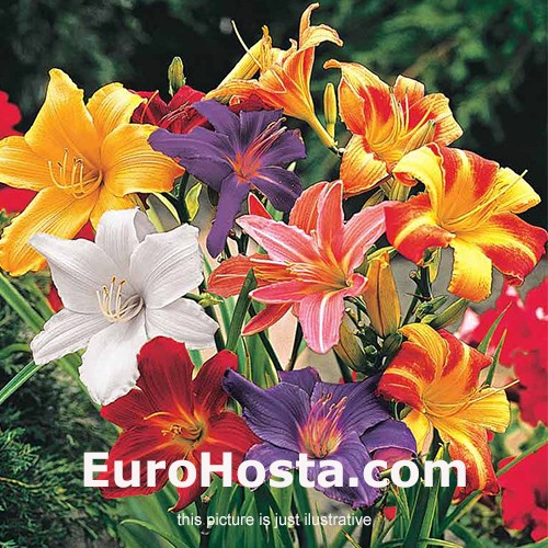 Daylilies MIX - 7 plants
