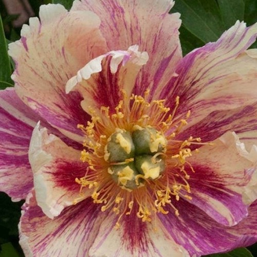 Peony (Itoh) Anderson’s Kaleidoscope 