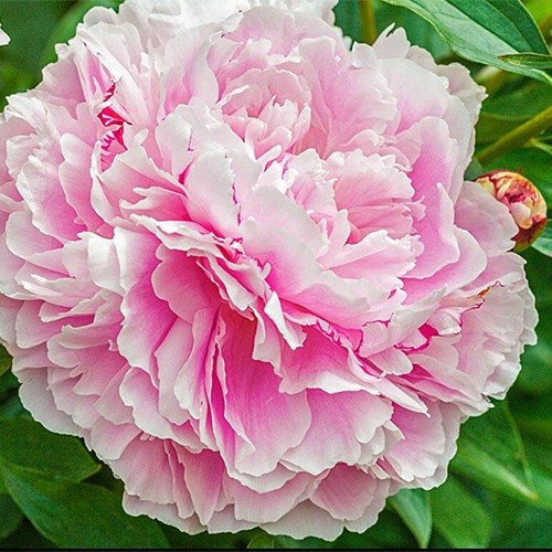 Paeonia Lady Alexandra Duff