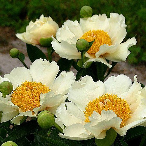 Paeonia Claire de Lune