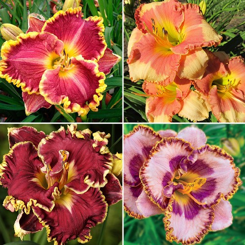 Daylilies - Ruffled Edges