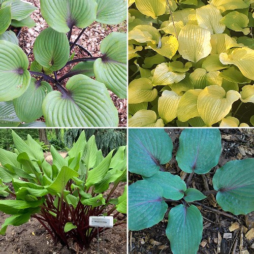Hosta - Red Legs