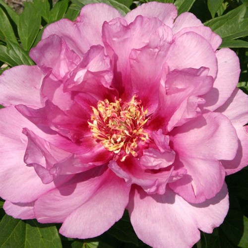 Paeonia (Itoh) First Arrival