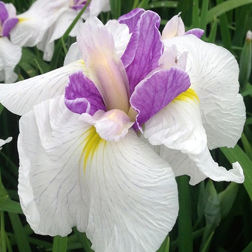 Iris ensata 'Queen's Tiara