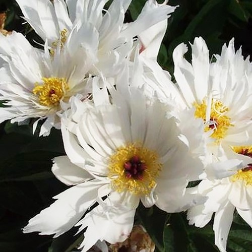 Paeonia Lois Kelsey