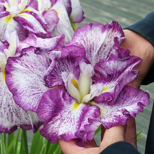 Iris ensata Harlequinesque