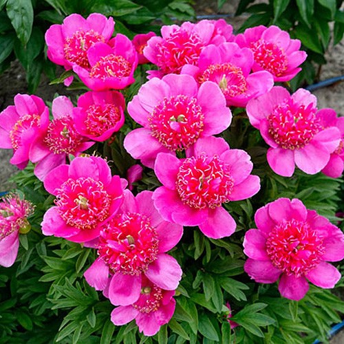 Paeonia Anemoniflora