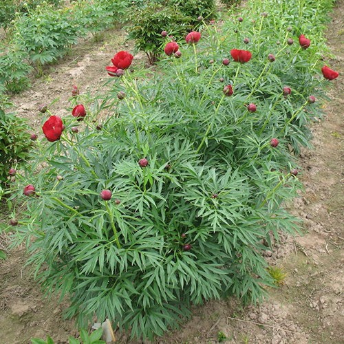 Peony Merry Mayshine 