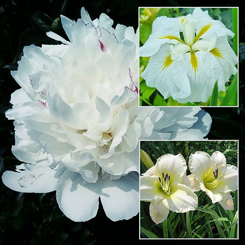 Perennials - White Flowers