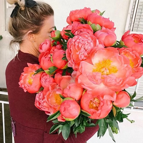 Paeonia Coral Charm