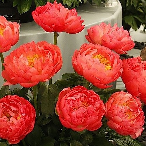 Paeonia Coral Sunset 