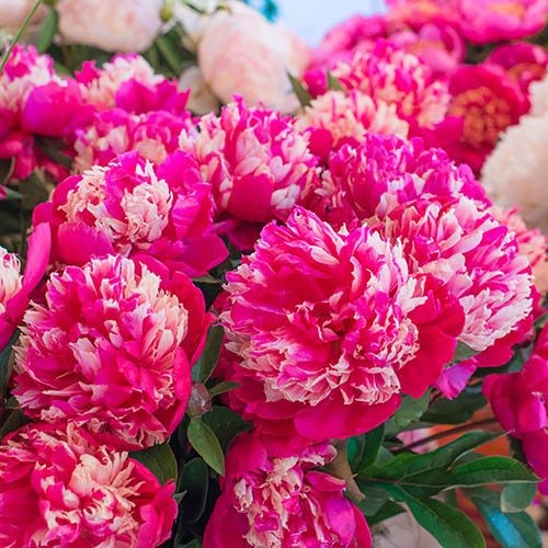 Paeonia Daydream