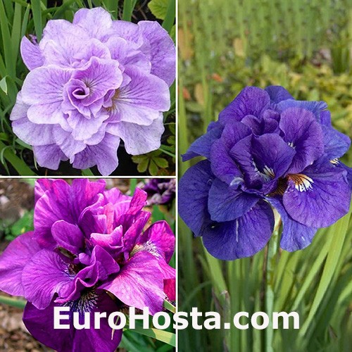 Iris sibirica Collection
