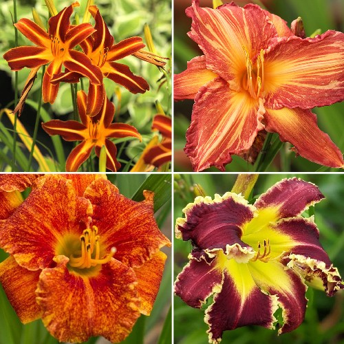 Daylilies - Extraordinary Flowers