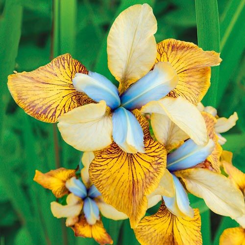 Siberian Iris Flying Fiddle