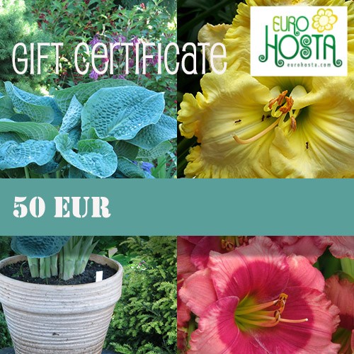 Gift Certificate 50 eur