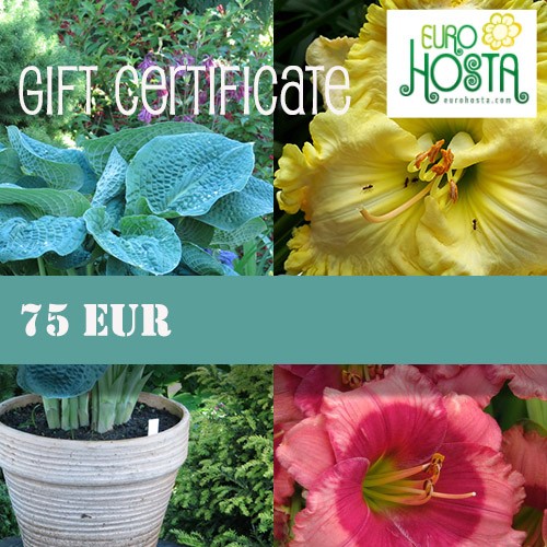 Gift Certificate 75 eur