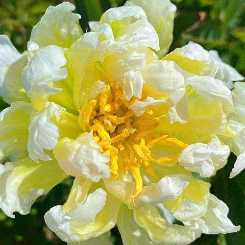 Paeonia Green Lotus  