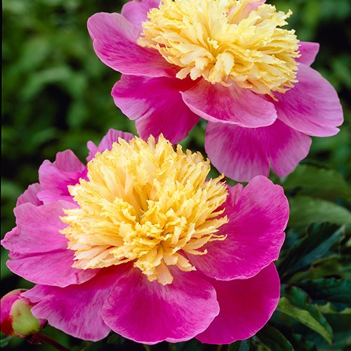 Paeonia Mr G F Hemerik