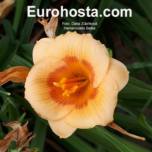 Betka - MINI Daylily