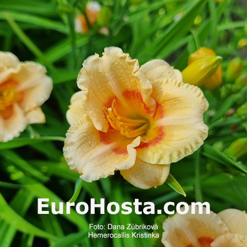 Kristínka - MINI Daylily