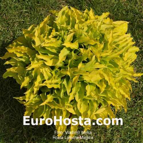 Plant Profile for Hosta 'Yellow Polka Dot Bikini' - Hosta Perennial