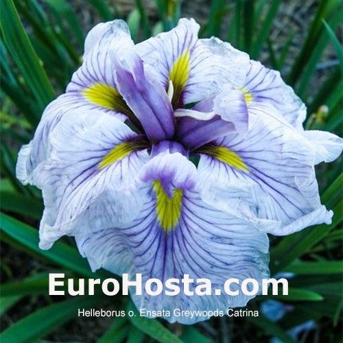Iris ensata Greywoods Catrina