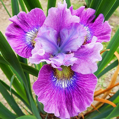 Siberian Iris Careless Sally