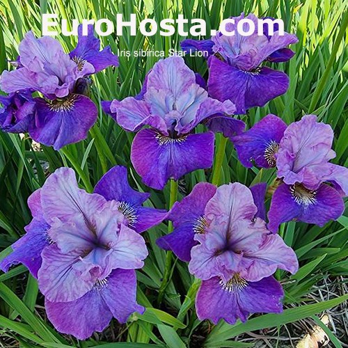 Iris ensata Star Lion