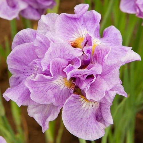 Siberian Iris Pink Parfait