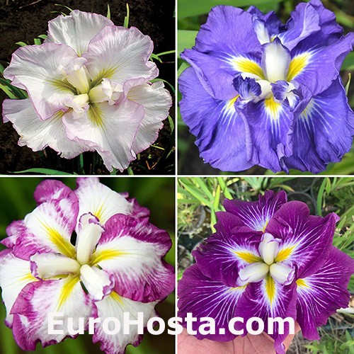 Iris ensata Collection