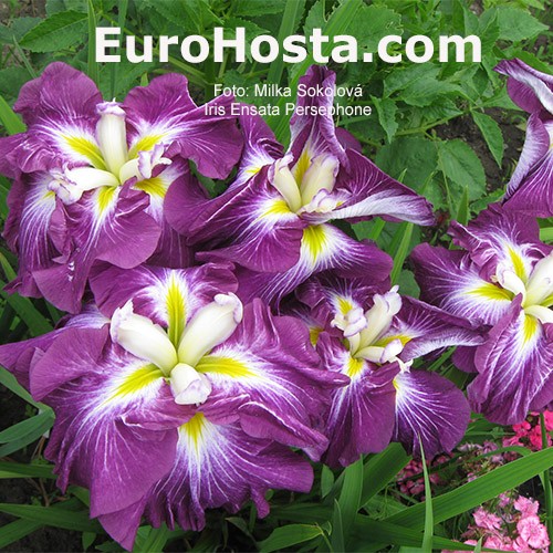 Iris ensata Persephone