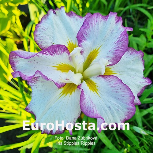 Iris ensata Stipples Ripples