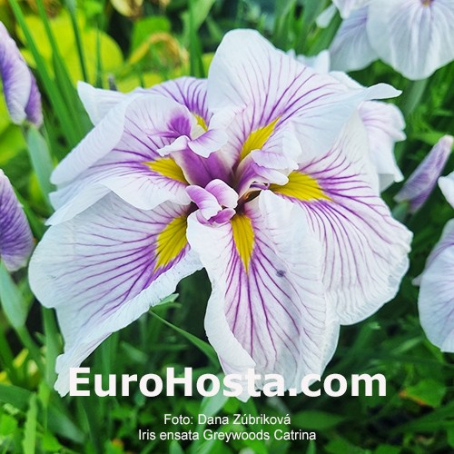 Iris ensata Greywoods Catrina
