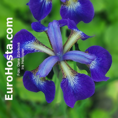 Siberian Iris Helicopter