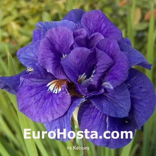 Siberian Iris Kabluey