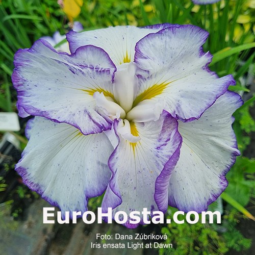 Iris ensata Light at Dawn