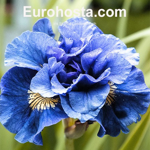 Siberian Iris Concord Crush