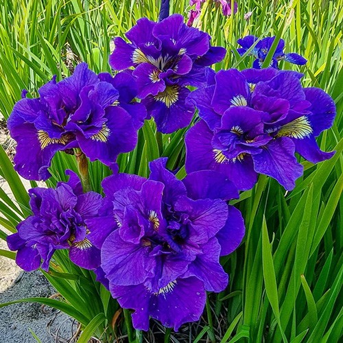 Siberian Iris Kaboom