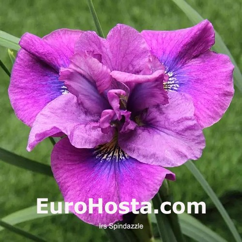 Siberian Iris Spindazzle