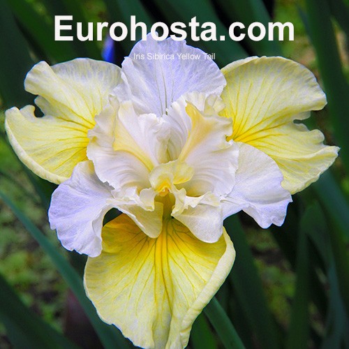 Siberian Iris Yellow Tail