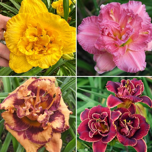 Daylilies - Double-Flowered 