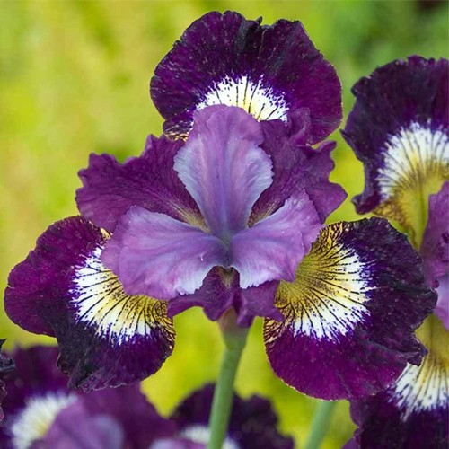Siberian Iris Contrast in Styles