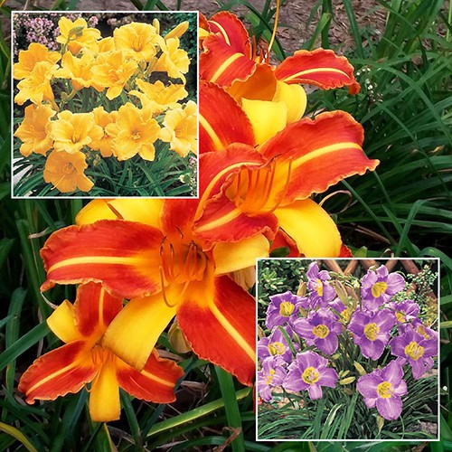 Daylilies - Bloom Explosion