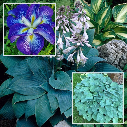 Perennials - Blue Perennials