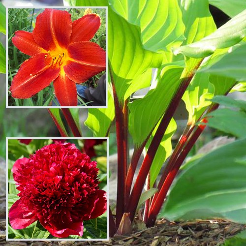 Perennials - Red Perennials
