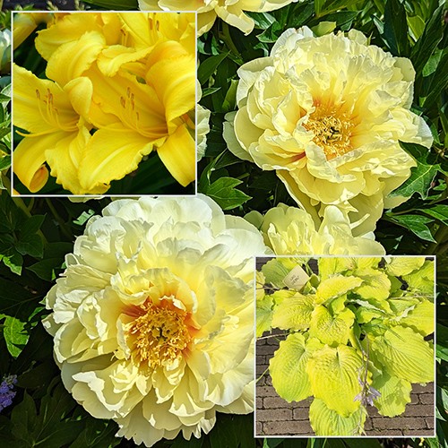 Perennials - Yelow Perennials